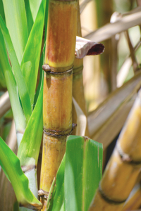 Close up of yellow sugar cane stalks. Hawaii, USA.