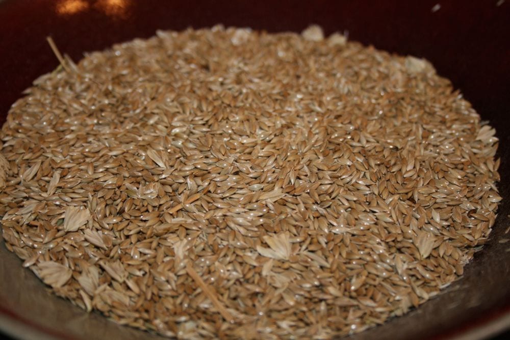 (Photo courtesy Canaryseed Development Commission of Saskatchewan)
