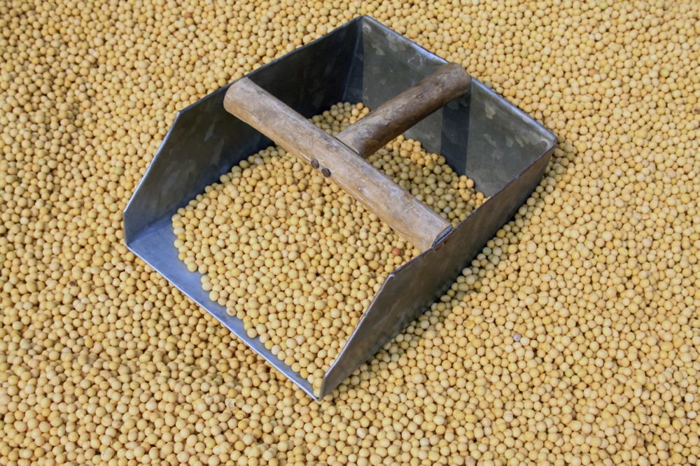 Soybeans at market. (Lnzyx/iStock/Getty Images)
