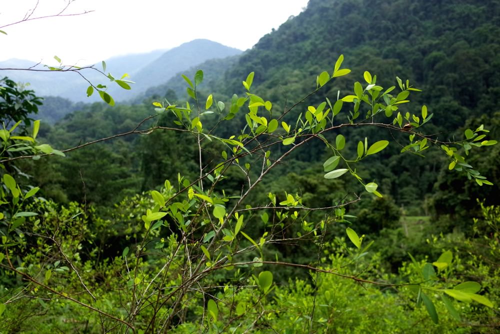 Plants on a coca plantation in Colombia’s Sierra Nevada. (James Wagstaff/iStock/Getty Images)
