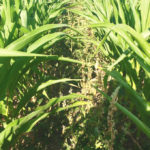 Drought stress symptoms in corn leaves where no soil-applied herbicides had been applied and weed control was done with a late post-emergence application.
