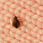 real bed bug on wool knitwear, good details on enlarge view