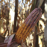 The corn sector has fallen behind in dealing with ear rot diseases at that same time those outbreaks have worsened.