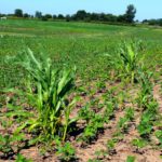 Volunteer corn.