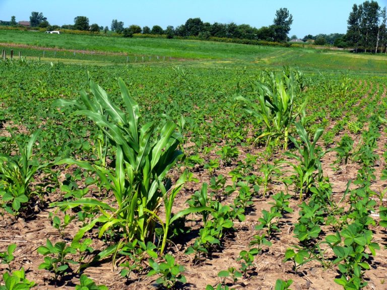 Pest Patrol Manage volunteer corn in your 2019 soybeans Country Guide