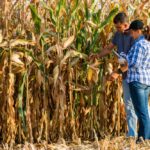 Women are talking with their families to start practising what they learned, and to take more of a team approach on the farm.