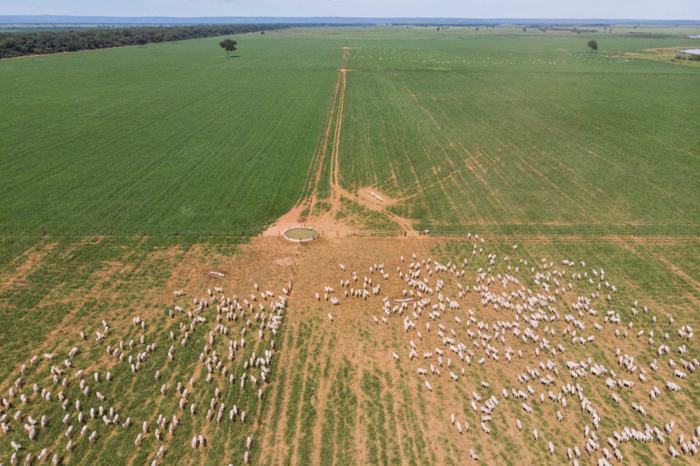 A drone captured this file photo of cattle on pasture in Brazil’s Mato Grosso state. (JoseMoraes/iStock/Getty Images)
