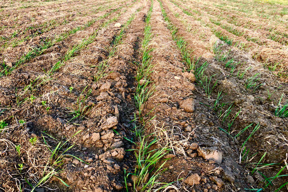 Emerging durum south of Griffin, Sask. on May 31, 2019. (Leeann Minogue photo)
