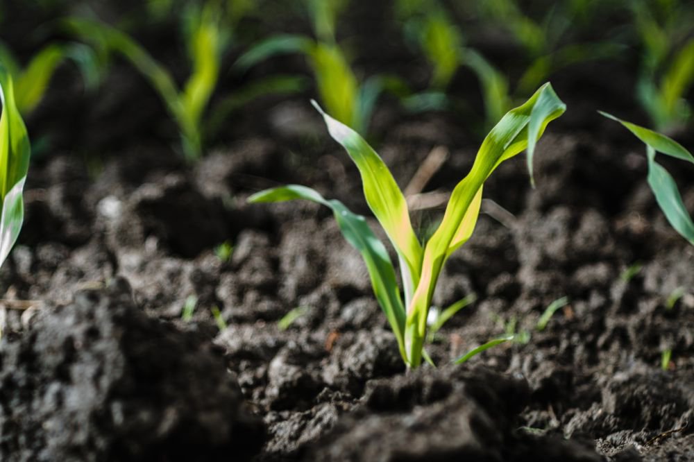 Emerging corn plants in Canada. (Sophie-Caron/iStock/Getty Images)
