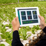 IT firms are seeing the potential in agri-food technology and are buying companies or bringing in talent.