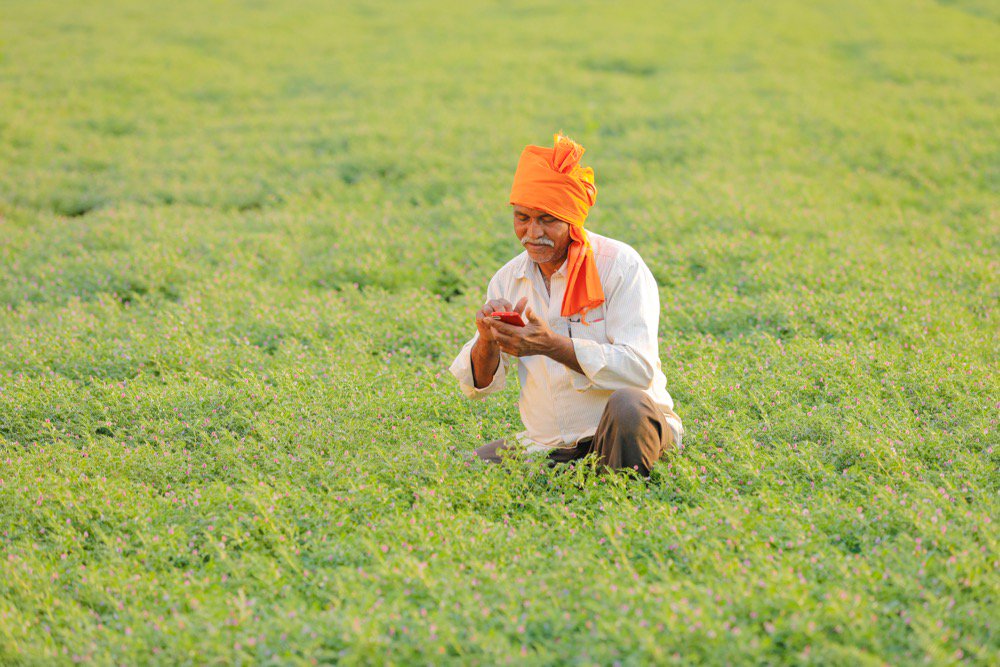 A chickpea crop in India. (Nikhil Patil/iStock/Getty Images)
