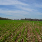 A cereal rye cover crop established after corn silage in the fall of 2018.