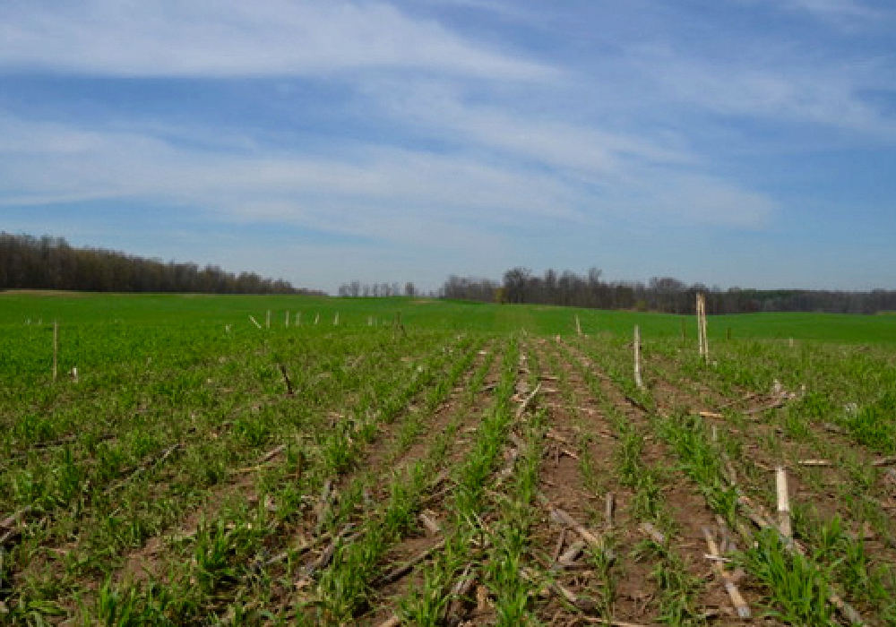 A cereal rye cover crop established after corn silage in the fall of 2018.