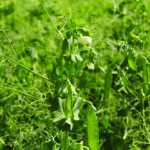 Shallow-rooted pulses such as peas and lentils not only add nitrogen but leave some deeper moisture for a following crop.