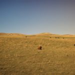 (Photo courtesy Canada Beef Inc.)