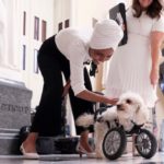 U.S. Representative Ilhan Omar of Minnesota meets a double-amputee rescue dog at the U.S. Capitol in Washington, D.C. on May 21, 2019. (Photo: Reuters/Jonathan Ernst)