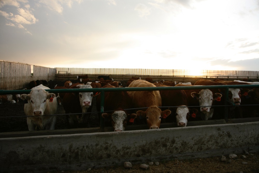 (Photo courtesy Canada Beef Inc.)
