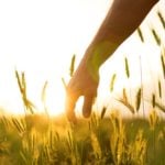 General Mills and Cargill Canada have both announced programs aimed at regenerative agriculture.