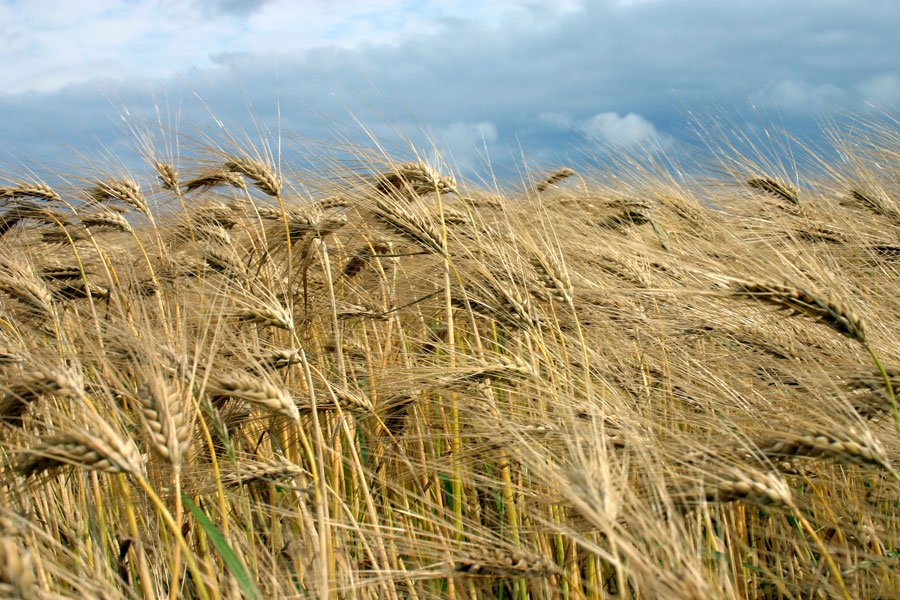 Sixty-two crop scouts are on the 2019 crop tour, which will release its final yield forecasts in the coming days.  Photo: Canstock
