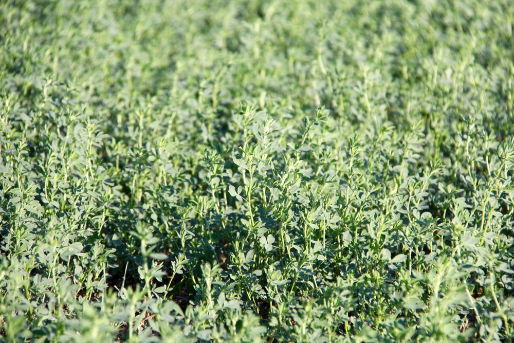 Hay yields were well below normal for many producers and will be in short supply this year in several areas.  Photo: File
