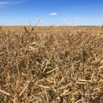 Pre-harvest intervals can vary greatly between products so producers must know and adhere to intervals for each product applied to a crop.