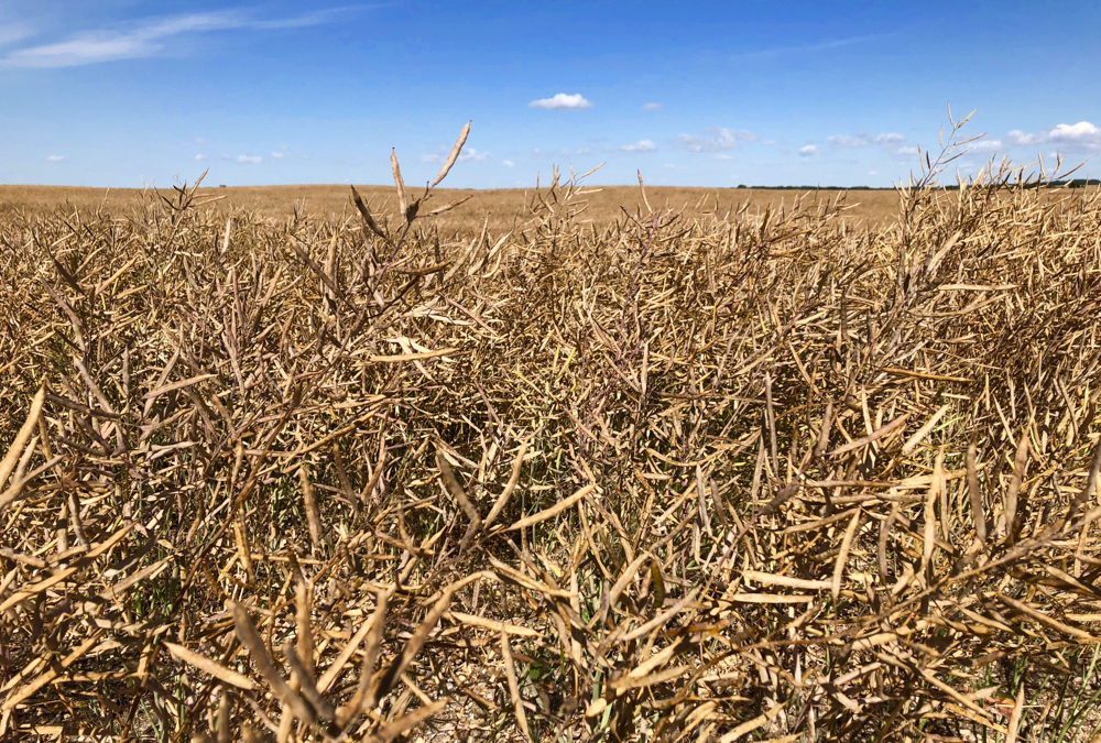 Pre-harvest intervals can vary greatly between products so producers must know and adhere to intervals for each product applied to a crop.