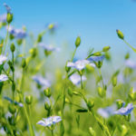 The only in-crop products registered for grass control in flax are Group 1 chemistries: sethoxydim (Poast Ultra), clethodim (e.g. Centurion) and quizalofop (e.g. Assure II), and broadleaf products such as clopyralid and MCPA (Curtail M).