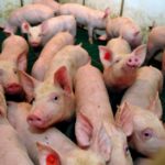 China’s demand for U.S. pork so far has been disappointing, analysts say.
Photo: Thinkstock