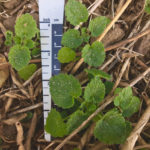Figure 2: The ideal stage of purple deadnettle to maximize control with post-emergence herbicides. Photo taken in late September 2018.
