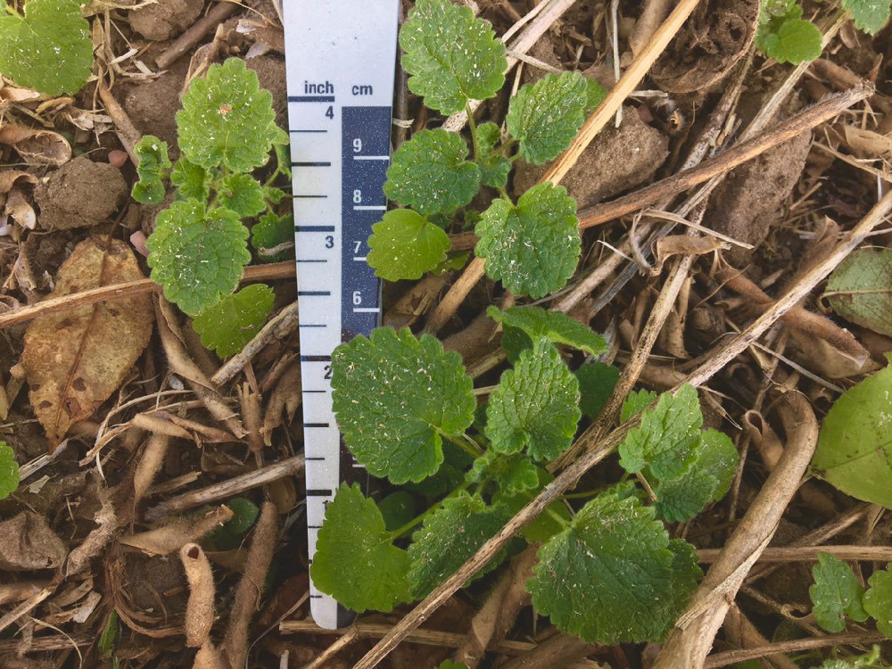 Figure 2: The ideal stage of purple deadnettle to maximize control with post-emergence herbicides. Photo taken in late September 2018.