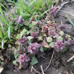 Figure 3: Purple deadnettle on May 2, 2019, that is flowering and beyond the growth stage whereby it could be successfully controlled with herbicides. 