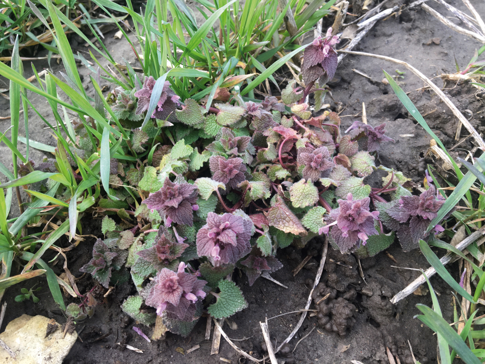 Figure 3: Purple deadnettle on May 2, 2019, that is flowering and beyond the growth stage whereby it could be successfully controlled with herbicides. 