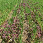 Figure 4: Purple deadnettle flowering on May 18, 2019, in the unsprayed control plot.