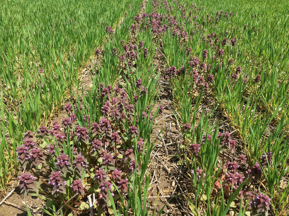 Figure 4: Purple deadnettle flowering on May 18, 2019, in the unsprayed control plot.