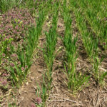 Figure 5: Purple deadnettle control with a pre-plant application of Eragon LQ + Merge (right) compared to the unsprayed control (left). 