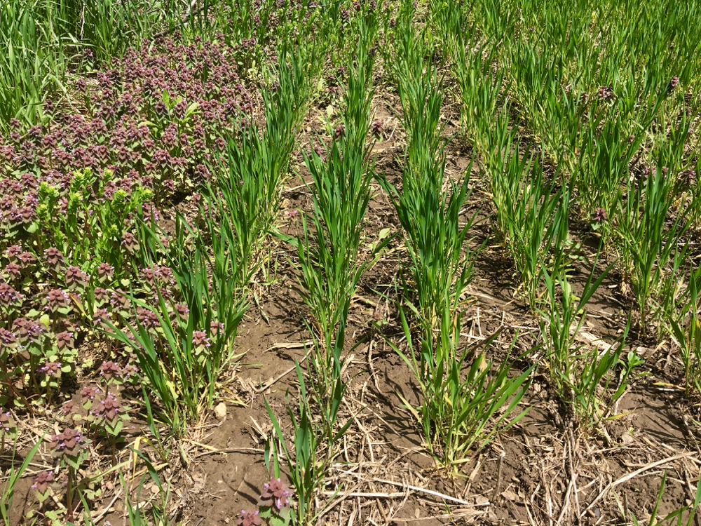 Figure 5: Purple deadnettle control with a pre-plant application of Eragon LQ + Merge (right) compared to the unsprayed control (left). 