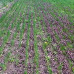 Figure 6: Purple deadnettle control with a post emergent application of Refine SG + Agral 90 (left) compared to the unsprayed control (right). 
