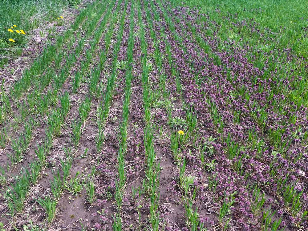 Figure 6: Purple deadnettle control with a post emergent application of Refine SG + Agral 90 (left) compared to the unsprayed control (right). 