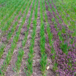 Figure 7: Purple deadnettle control with a post-emergent application of Infinity (left) compared to the unsprayed control (right).