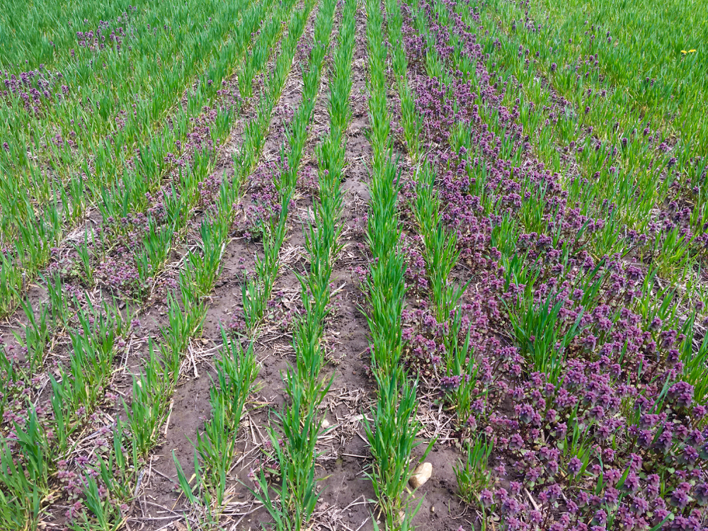 Figure 7: Purple deadnettle control with a post-emergent application of Infinity (left) compared to the unsprayed control (right).