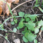 Figure 8: Purple deadnettle seedlings at time of post-emergent application. Notice the large range in size.