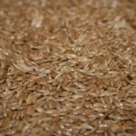 (Photo courtesy Canaryseed Development Commission of Saskatchewan)