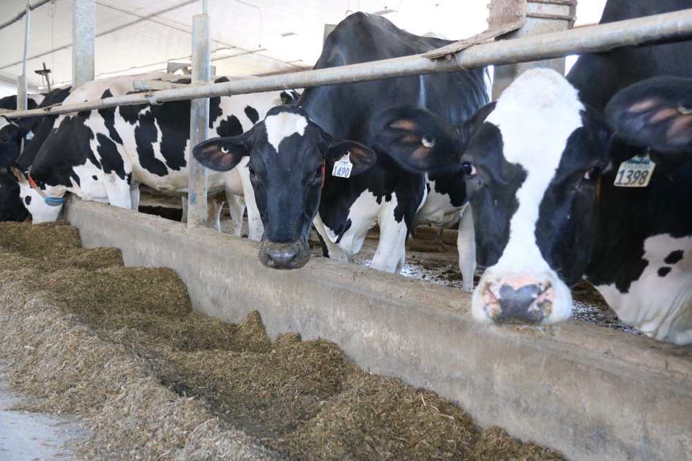 Canadian dairy farmers will get $345 million in direct payments in the first year of an eight-year, $1.75 billion support package. (John Greig photo)
