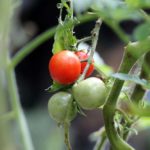 File photo of tomatoes growing on the vine in Mexico. (PinkBattousai/iStock/Getty Images)
