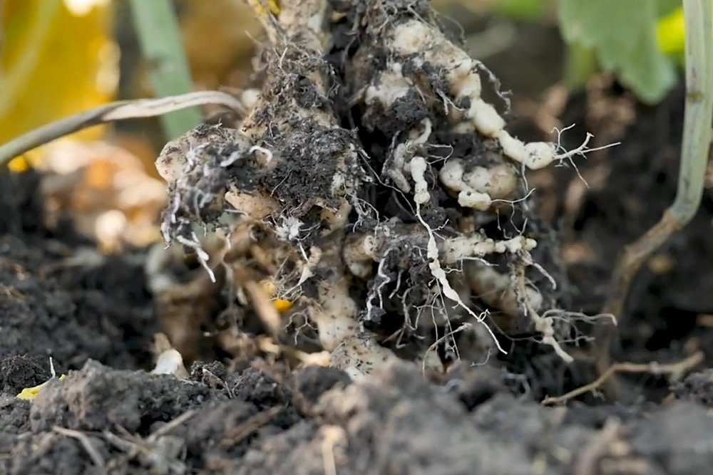 Clubroot galls on a canola plant. (Video screengrab from Canola Council of Canada via YouTube)
