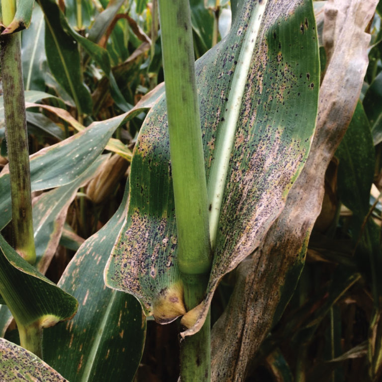Tar spot comes to corn Country Guide