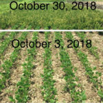 Contrast in control of Roundup Ready alfalfa with herbicides applied in early fall (foreground) compared to late fall (background).