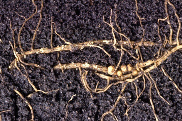 Female soybean cyst nematodes feeding on soybean plant roots form bulbous, egg-filled nodules from which their young hatch the following spring. (Keith Weller photo courtesy ARS/USDA)
