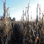 Fields of unharvested corn were common around parts of Ontario, with many fields affected by Gibberella ear rot, leading to issues with DON.