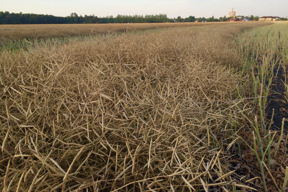 Canola in swath near Starbuck, Man. on Aug. 10, 2019. (MarketsFarm photo by Glen Hallick)
